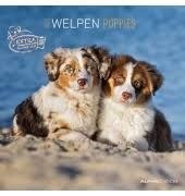 2026 PUPPIES - CALENDARIO 30 X 30