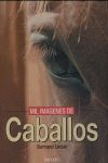 MIL IMÁGENES DE CABALLOS